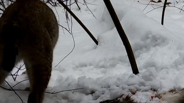 Крупная кошка или мелкий тигр. Big cat or small tiger смотреть онлайн