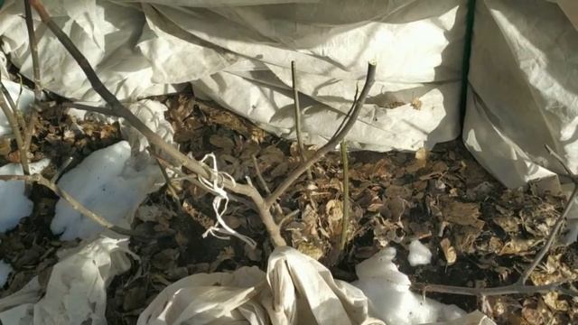 Инжир Браун Туркей на севере Московской области перезимовал смотреть онлайн