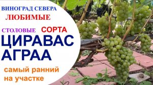 Виноград Циравас Аграа в условиях северного Подмосковья 08 августа 2021 года.