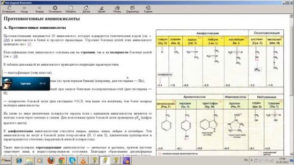 переаминирование и цикд мочевины: начало