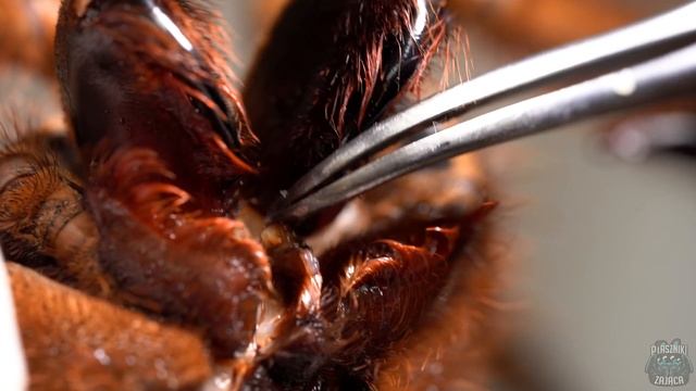ANATOMIA PTASZNIKA! Kroimy samca Theraphosa stirmi смотреть онлайн