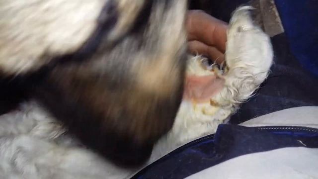 Собака помыла козочке попу. смотреть онлайн