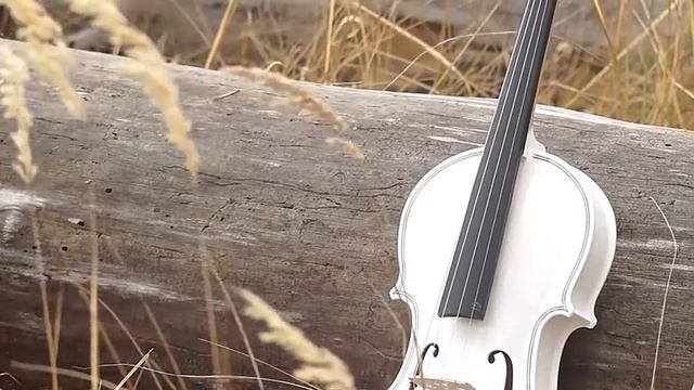 Какое дерево для скрипки