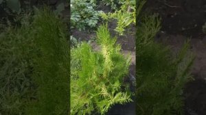 Биота (восточная туя), плосковеточник - после первой зимы