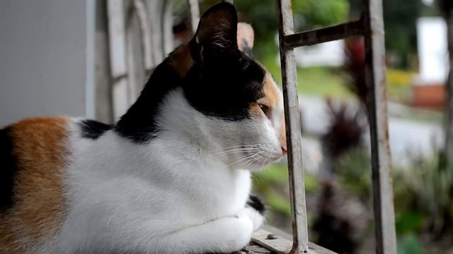 Nikon D5100 Video Test смотреть онлайн