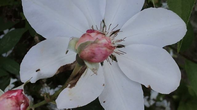 Clématite 'Clematis Henryi' La blancheur à l'honneur смотреть онлайн