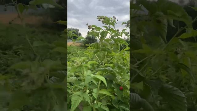Малина Алматы #вестисполей #алматы #малина #Малиновоеполе смотреть онлайн