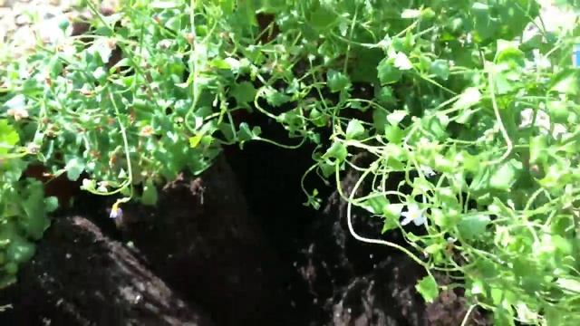 Бакопа (из семян и вегетативная)