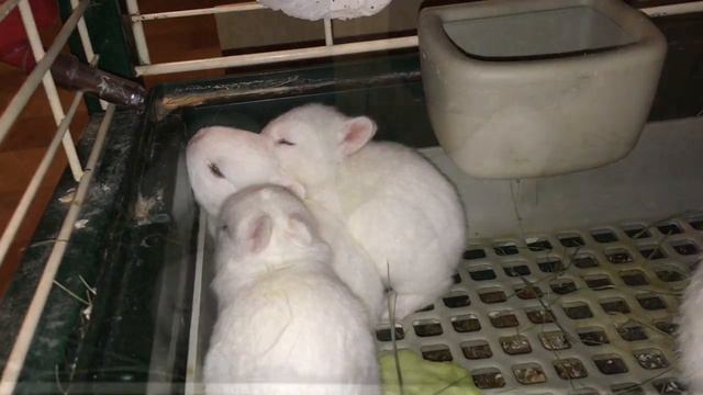 Крольчатам две недели