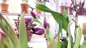 Мильтониопсисы Уход в домашних условиях