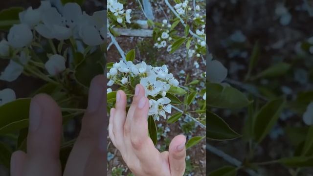 ПАМЯТНИК СОВЕТСКОМУ СОЛДАТУ автор Георгий Рублёв читает Полина Гончарова смотреть онлайн
