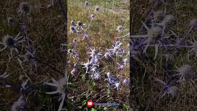 Магия Трав ?СИНЕГОЛОВНИК?