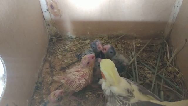 Самка кормит птенцов смотреть онлайн