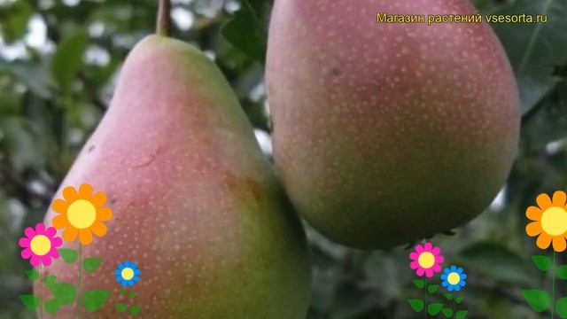 Груша обыкновенная Мраморная. Краткий обзор, описание характеристик Pyrus Communis Mramornaia