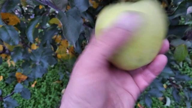 Яблуня Голд Раш. смотреть онлайн