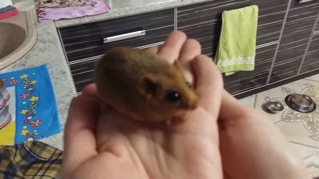 Muscardinus avellanarius Орешниковая соня смотреть онлайн