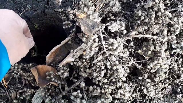 РОЗЫ ПОСЛЕ ЗИМЫ- Я СКУЧАЮ И ГРУЩУ....