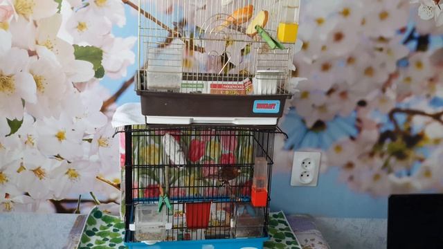 Как научить кенера петь смотреть онлайн