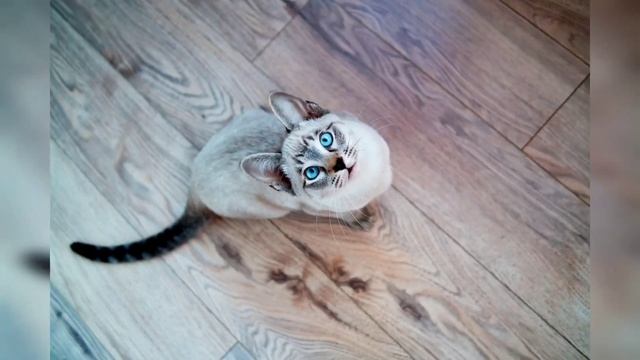 Укладка напольных покрытий. Консультирование и подбор. смотреть онлайн