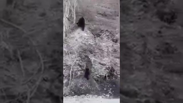 Медведица с тремя медвежатами в Бурятии!!! смотреть онлайн