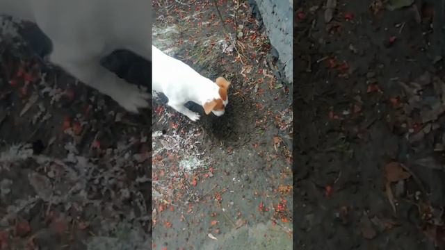 джек рассел терьер копает яму смотреть онлайн