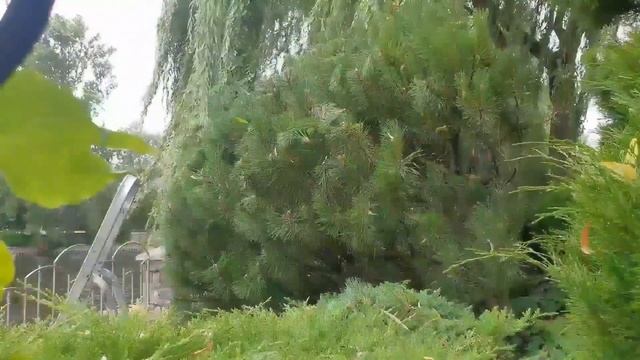 Стрижка хвойных ... смотреть онлайн