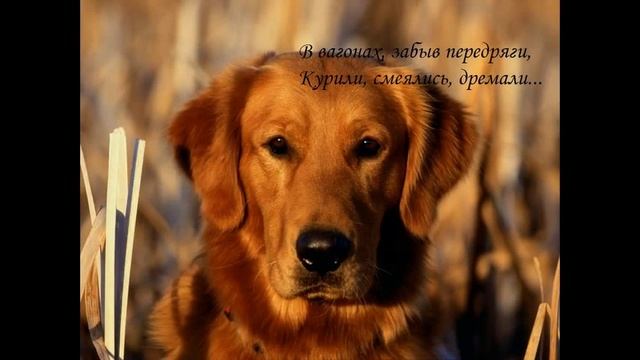 Стихи о рыжей дворняге смотреть онлайн