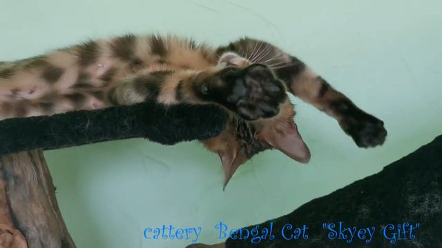 Мать устала от детей . Бенгалские котята , официальный питомник, cattery Bengal Cat "Skyey Gift" смотреть онлайн