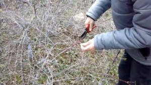 Обрезка урожайной черной малины(сорт Чемберлен)