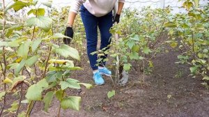 Черенкование ЧЁРНОЙ СМОРОДИНЫ.Самые надёжные способы#размножениесмородины#обрезкасмородины#кусты#са