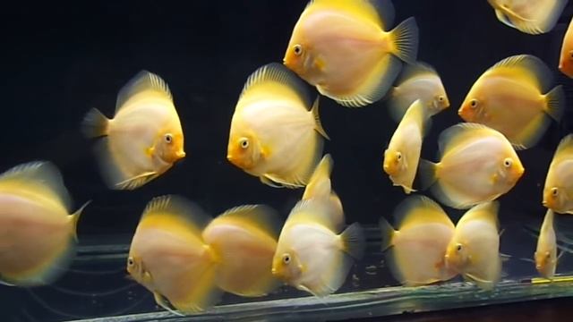 Сколько дискусов можно содержать в аквариуме? смотреть онлайн