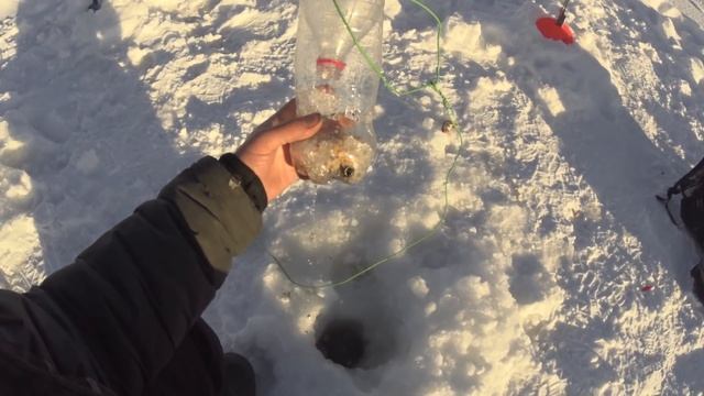 ловим живца зимой смотреть онлайн
