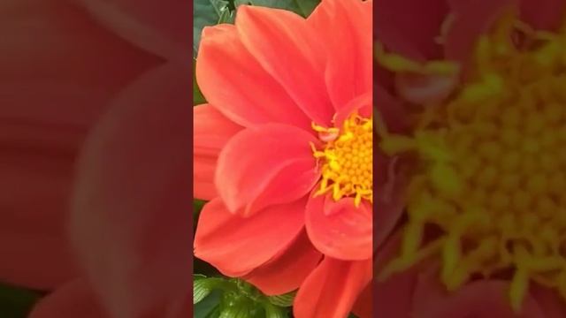 ГЕОРГИНЫ, георгины,до чего ж вы хороши!Цветы для сердца и души... смотреть онлайн