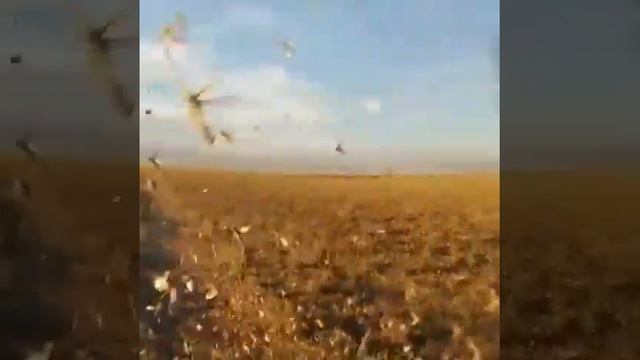 Огромное облако саранчи сняли очевидцы на видео в ВКО смотреть онлайн