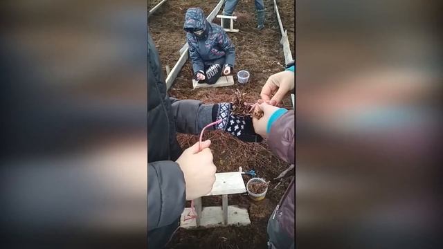 Как мы нарезаем черенки клюквы болотной на Архангельской клюквенной плантации смотреть онлайн