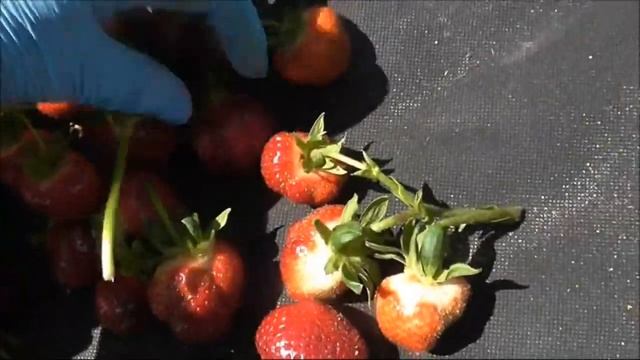 ЛАУРА, ПОЛВИН, САНСЕРЕЛИ - стоит ли оставлять эти сорта в своей "клубничной" коллекции? смотреть онлайн