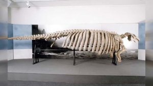 Чёрная Книга Стеллерова Корова