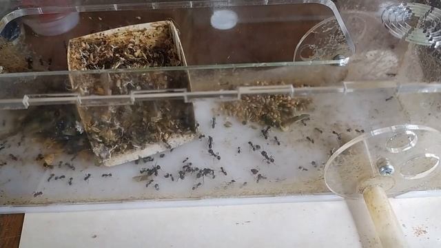 Генеральная уборка внешней арены смотреть онлайн