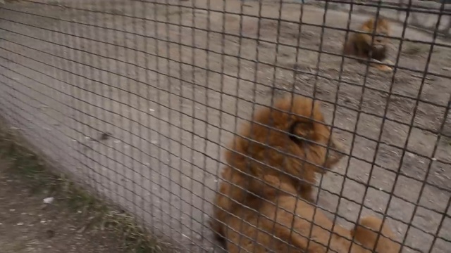 Рыжая банда Тайгана ! смотреть онлайн