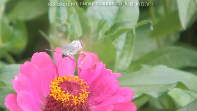 Странное НЛО. смотреть онлайн