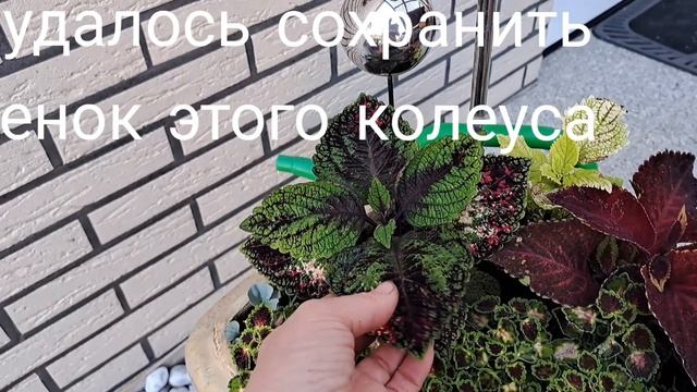 Беспроигрышные цветы для кашпо! смотреть онлайн