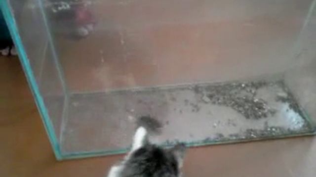 Мышь в аквариуме.mp4 смотреть онлайн