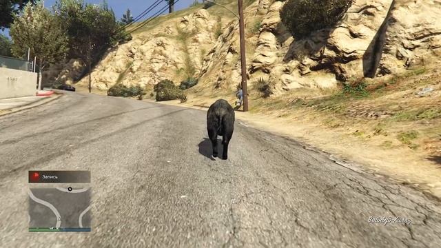 Тыквы превращают в животных. 2 в GTA ONLINE смотреть онлайн