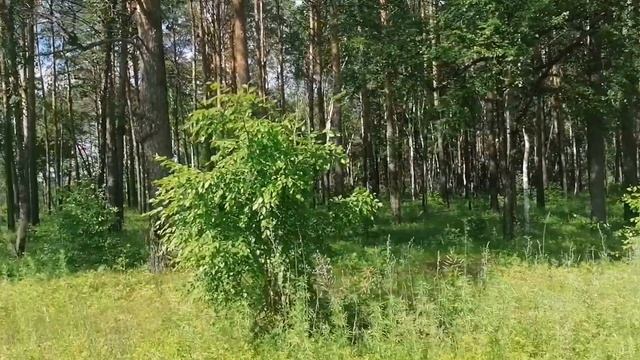 Лес Амурской области, Шимановск. Красота рядом с нами. смотреть онлайн