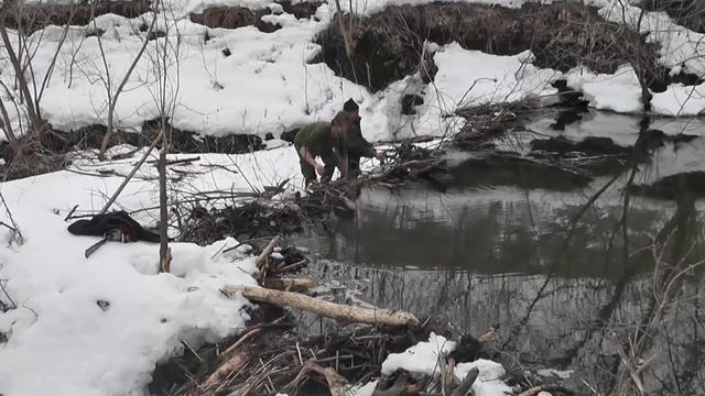 Разбираем бобровую плотину смотреть онлайн
