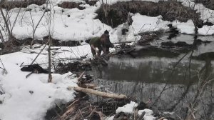 Разбираем бобровую плотину