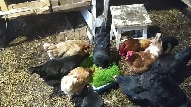 Зелень зимой? Не больно-то и хотелось! Первое яйцо Леггорна Долматинца. смотреть онлайн