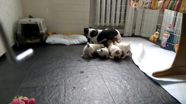 Щенки Джек Рассел терьер. смотреть онлайн