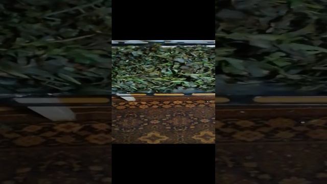 Заготовка Иван чая часть 3я