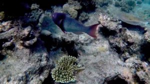 The Great Barrier Reef